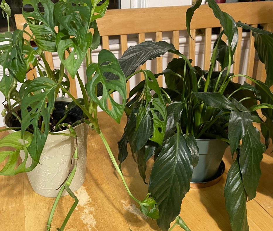 swiss cheese plant and peace lily